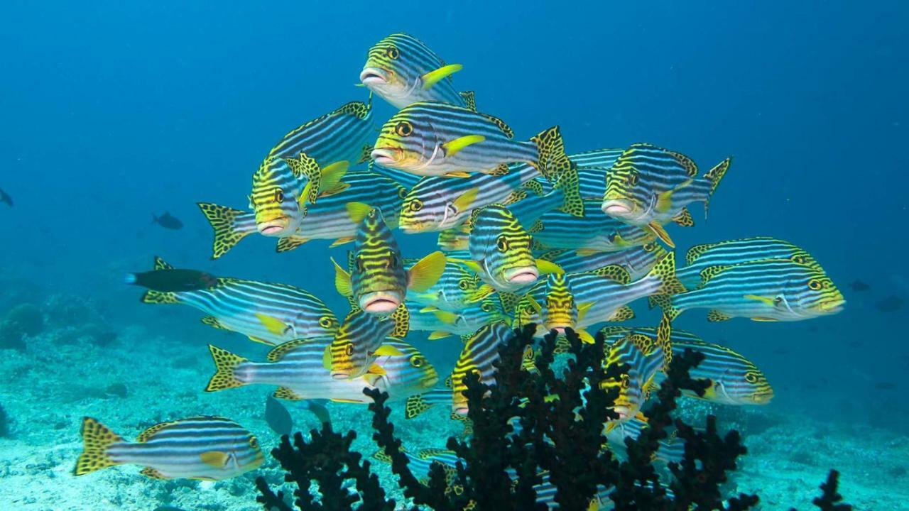Araam Stay Hulhumale Dış mekan fotoğraf